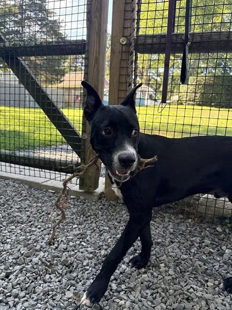 Bullwinkle - American Pit Bull Terrier