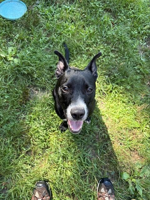 Bullwinkle - American Pit Bull Terrier