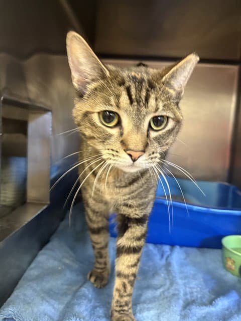 Thea - Domestic Short Hair