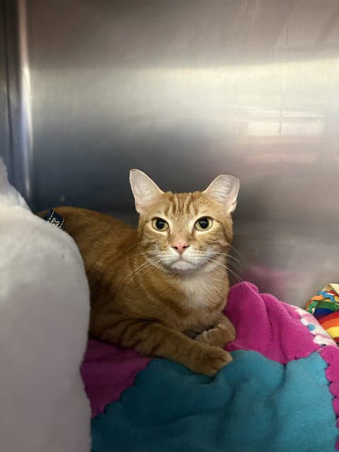 Rudy - Domestic Short Hair