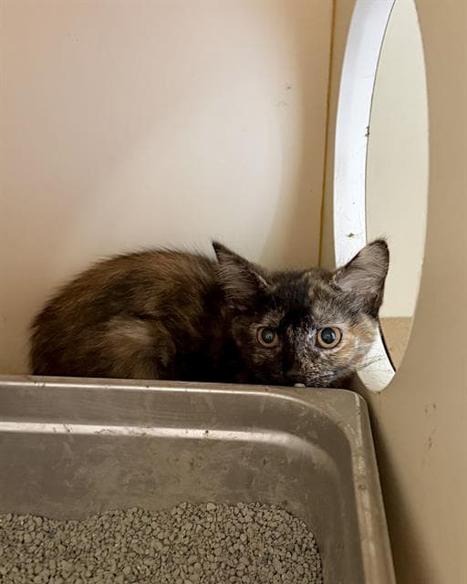 All Spice - Domestic Short Hair