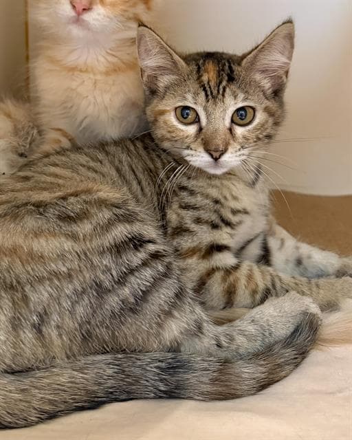Nutmeg - Domestic Short Hair