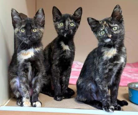 Daisy - Domestic Short Hair