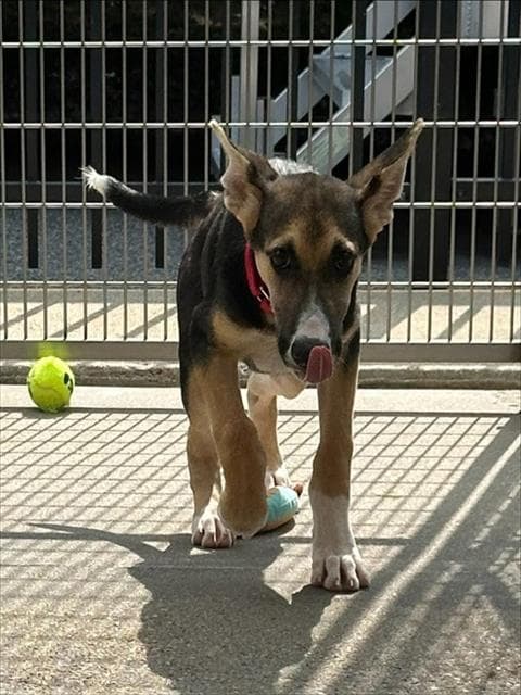 Tulip - German Shepherd Dog