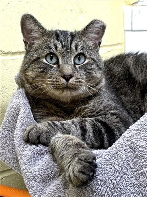 Charles - Domestic Short Hair