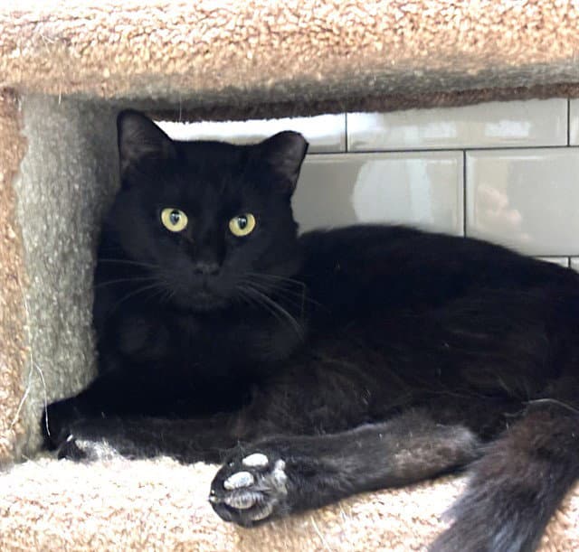 Elvis - Domestic Short Hair