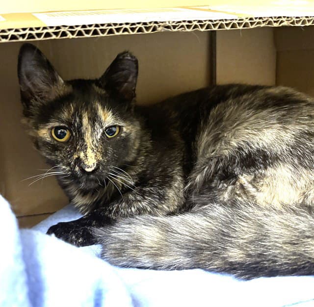 Roo - Domestic Short Hair
