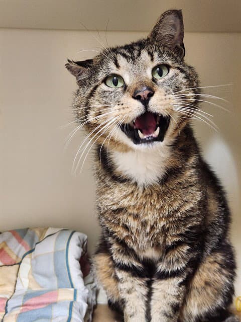 Todd - Domestic Short Hair