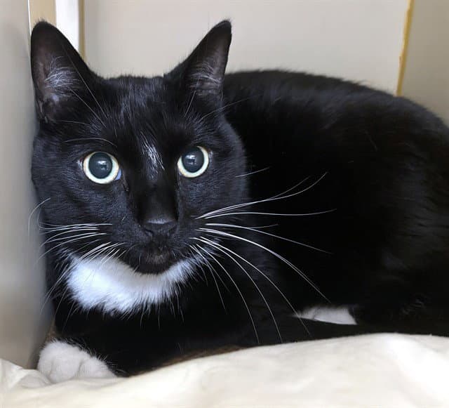 Frisky - Domestic Short Hair
