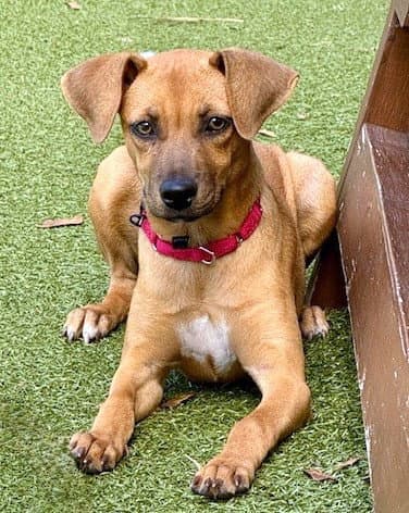 Holly Mae - Labrador Retriever