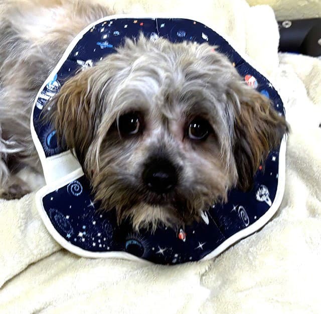 Teddy - Shih Tzu