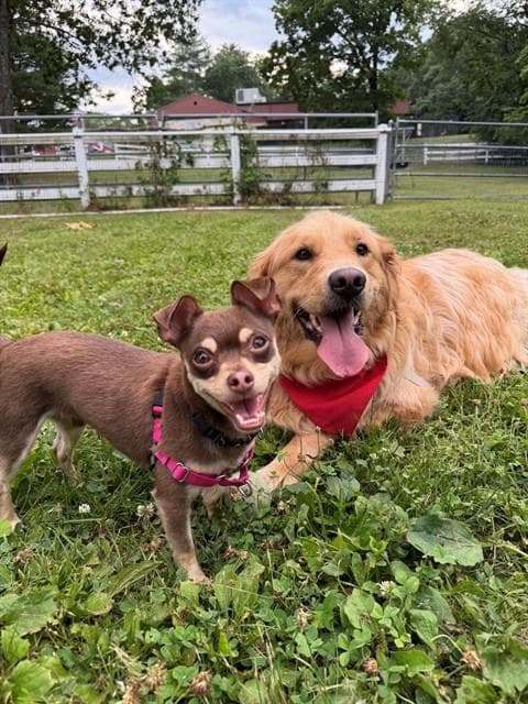Greg - Chihuahua
