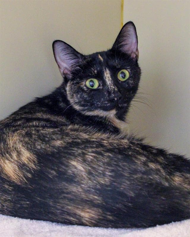 Evelyn - Domestic Short Hair