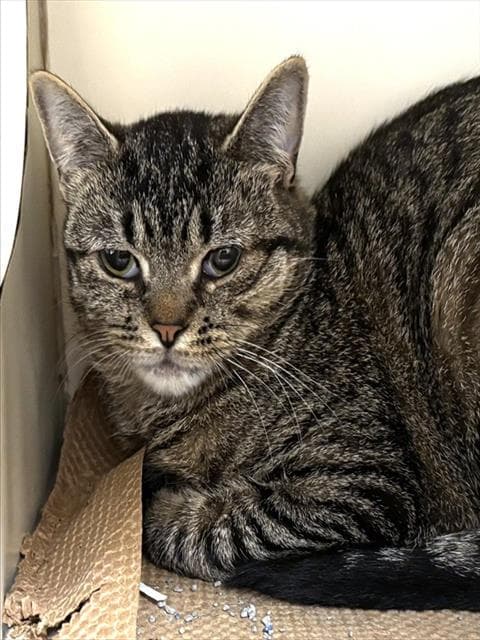 Gravy Jane - Domestic Short Hair