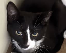 Oreo image 1