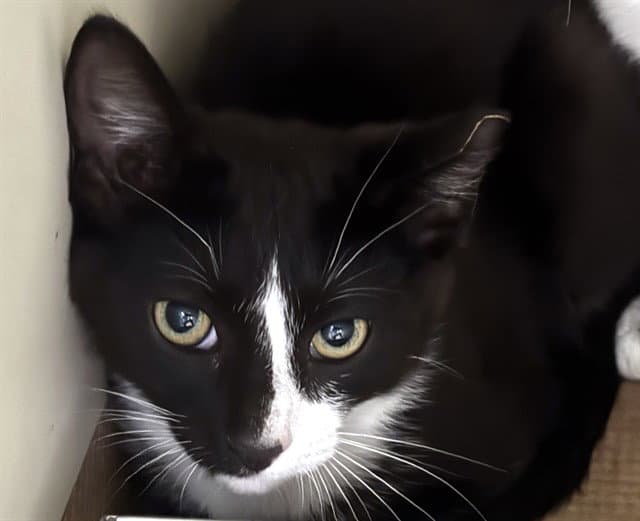 Oreo - Domestic Short Hair
