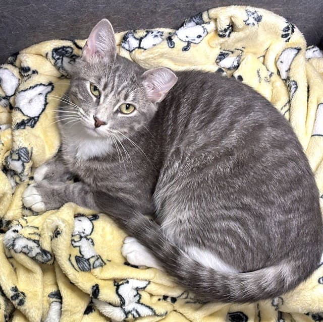 Cloud - Domestic Short Hair