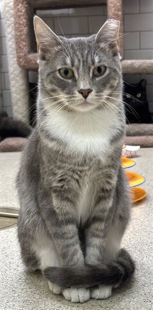 Cloud - Domestic Short Hair