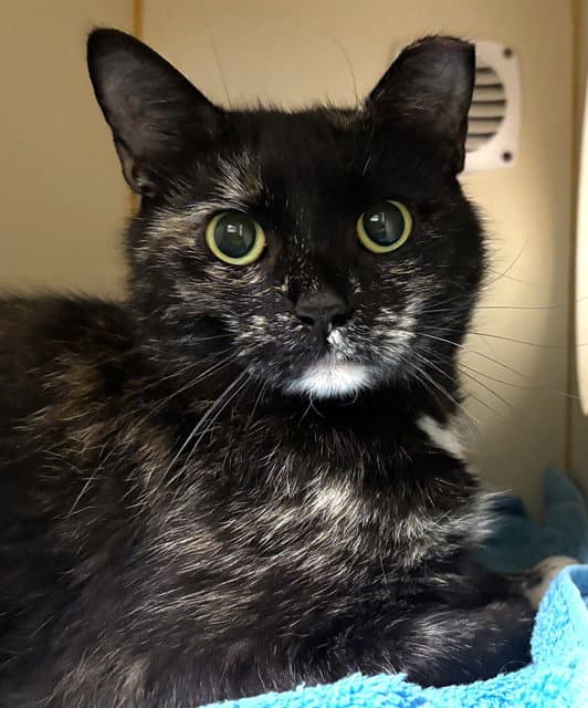 Goulash - Domestic Short Hair