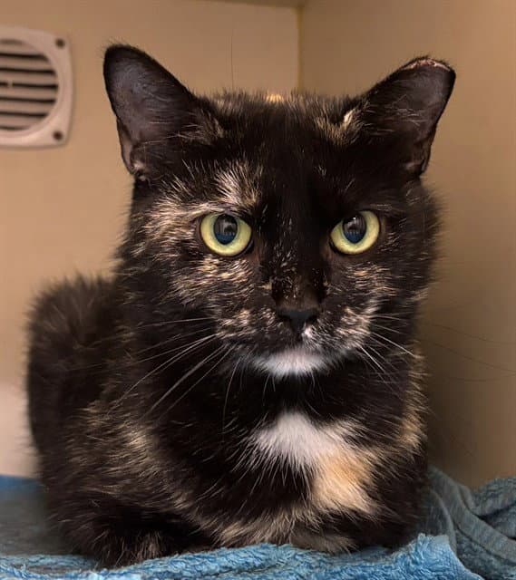 Goulash - Domestic Short Hair