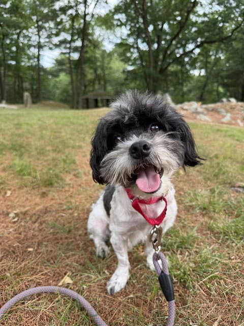 Nene - Shih Tzu