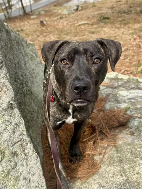 Manny - Plott Hound