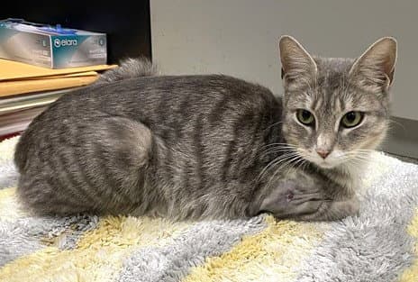 Kiwi - Domestic Short Hair