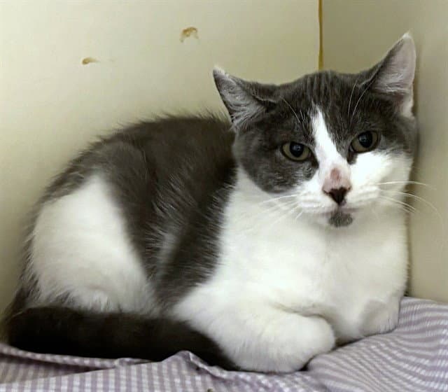 Eliza - Domestic Long Hair