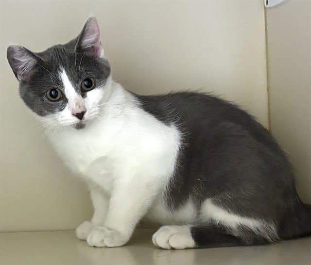 Eliza - Domestic Long Hair
