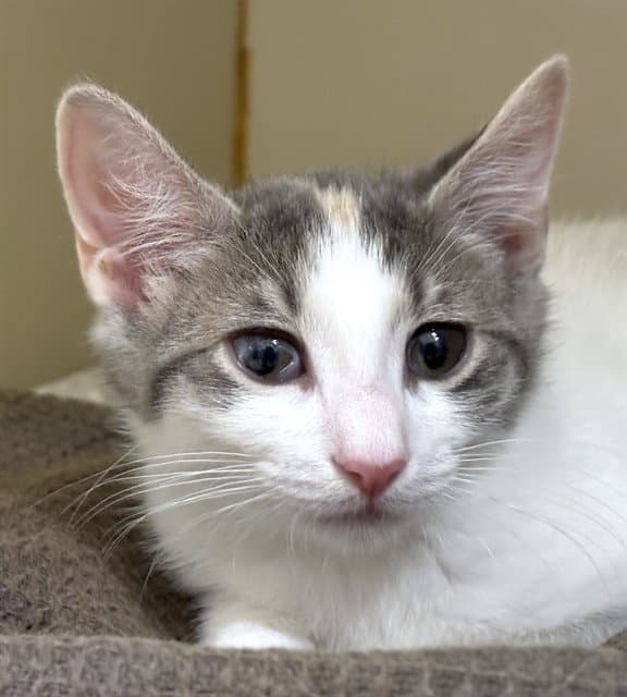 Auntie - Domestic Short Hair