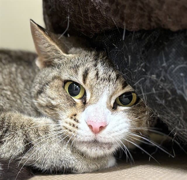 Willow - Domestic Short Hair