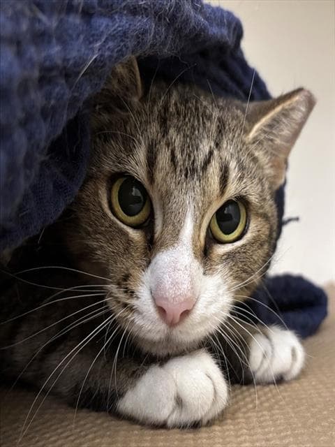 Willow - Domestic Short Hair