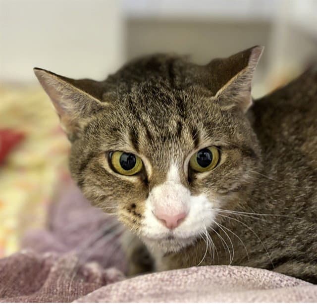 Willow - Domestic Short Hair