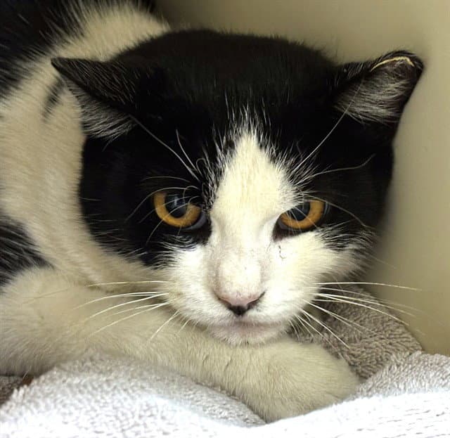 Cassandra - Domestic Short Hair