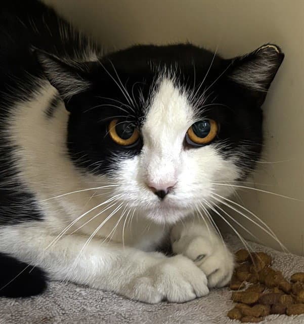 Cassandra - Domestic Short Hair