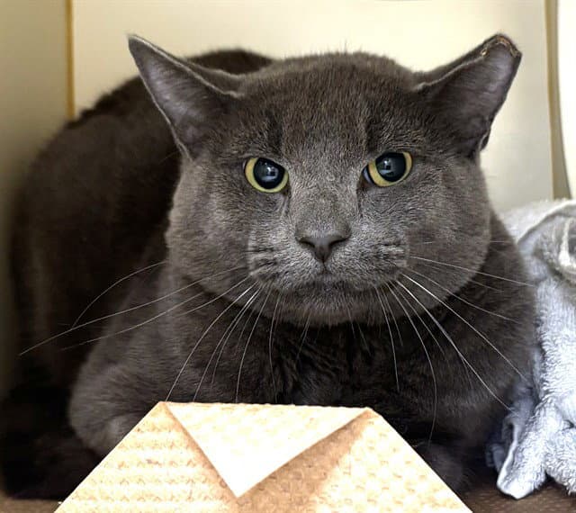 Yang - Domestic Short Hair