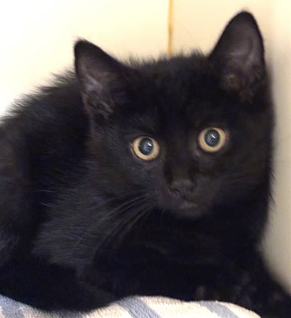 Ruby - Domestic Short Hair
