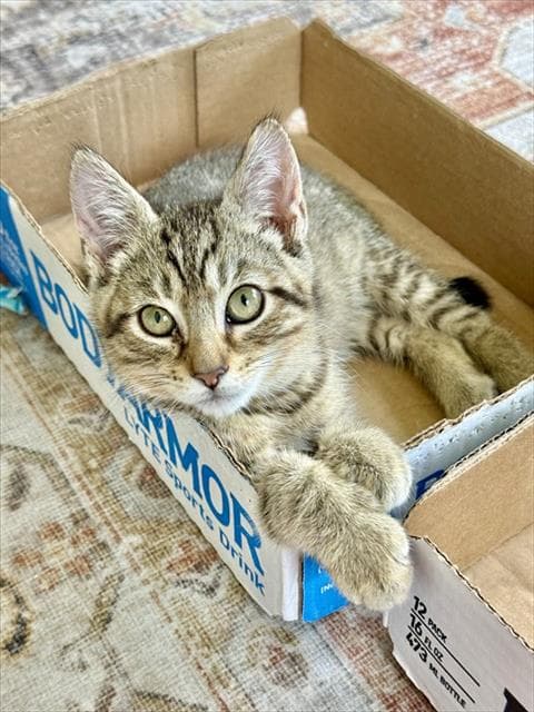 Dahlia - Domestic Short Hair