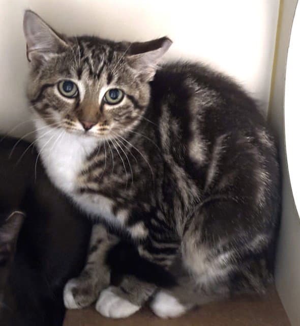 Smores - Domestic Short Hair