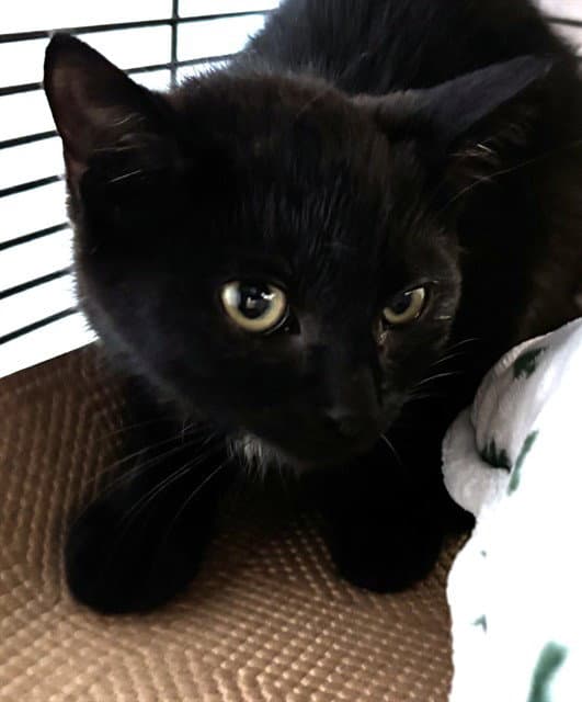 Nicki - Domestic Short Hair