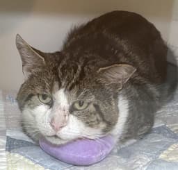 Hercules image 1