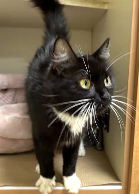 Sapphire - Domestic Long Hair