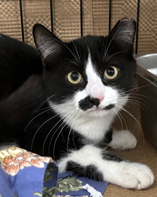 Penguin - Domestic Short Hair