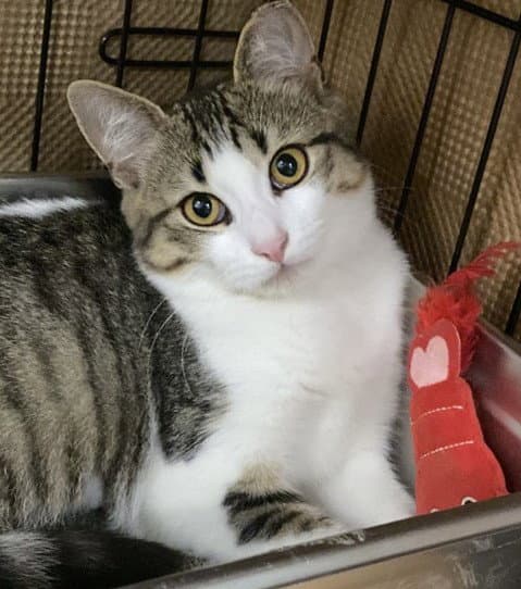 Puffin - Domestic Short Hair