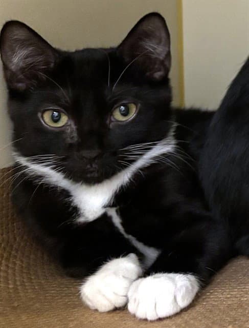 Cathy - Domestic Short Hair