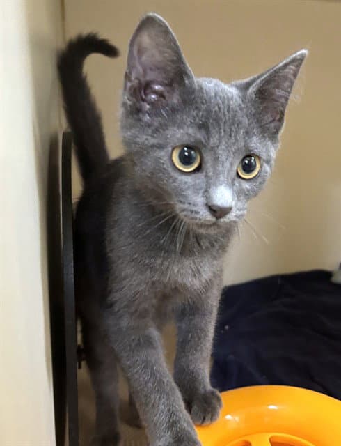 Danny - Domestic Short Hair