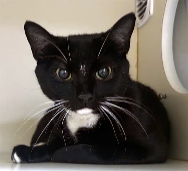 Cupcake - Domestic Short Hair