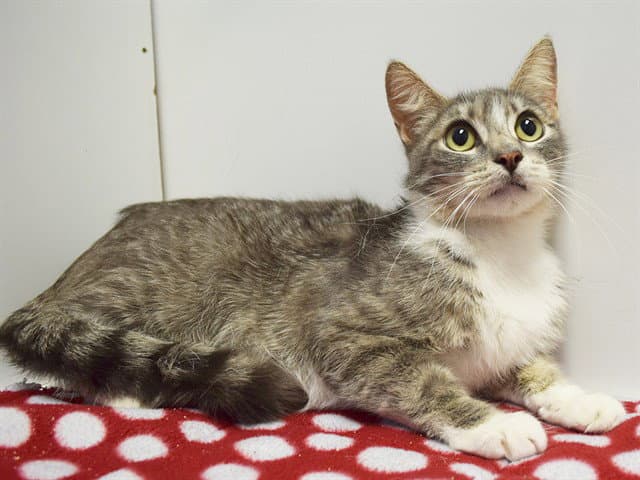 Kamilah - Domestic Short Hair