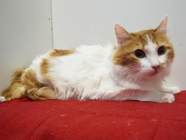 Alyssa - Domestic Long Hair