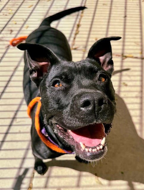 Missy - Pit Bull Terrier